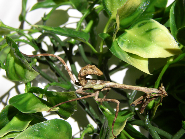 Unicorn Mantis